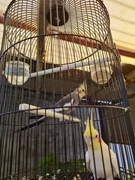 Burung Falk parkit australia sepasang gratis kandang