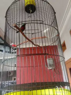 Dijual burung Kolibri Natuna Gacor full set