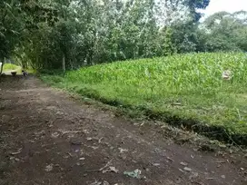 Sawah Dekat Kampus Dekat Perumahan