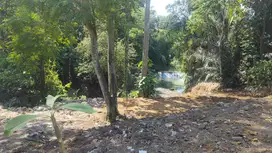 SEWAKAN TANAH DI CEMPAKA SELINGSING LOS SUNGAI Rp 9 jt/are