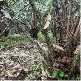 Di jual kebun produktif cocok untuk villa atau hunian