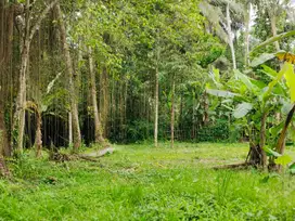 Tanah Murah Los Sungai Full View Sawah di Ubud Bali