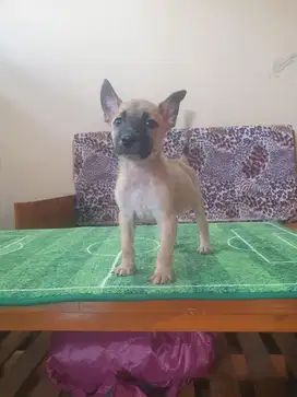 ANAKAN MIX BELGIAN MALINOIS x SELAYANG ANJING PEMBURU