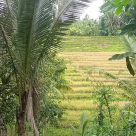 Jual tanah view sawah los sungai di tabanan