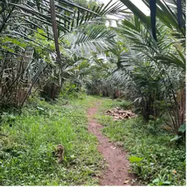 Di jual tanah kebun salak di kawasan villa di selemadeg