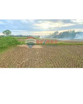 TANAH SAWAH MURAH DI LEGOK - TANGERANG