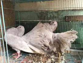 Merpati English Fantail Warna Silver Polos - Jarang Ada