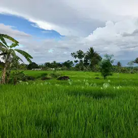 Dijual Tanah 1 hektar Cijeruk Bogor 900ribu