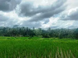 DIJUAL LAHAN 19,95 ARE VIEW SAWAH CANTIK DAN SUNGAI DI PAYANGAN UBUD