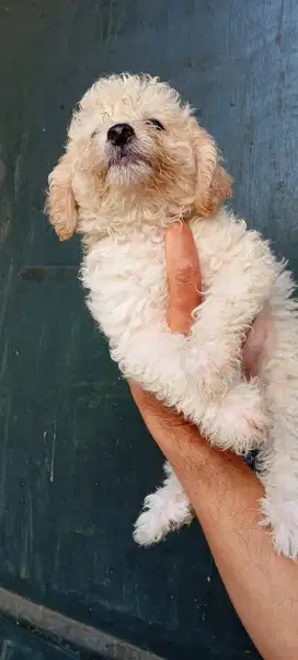 Anjing Poodle Puppies