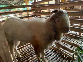 Kambing qurban kirim hidup JABODETABEK
