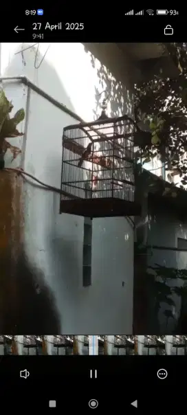 Burung    Kacer