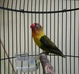 Lovebird olive betina