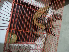 Sugar Glider Grey