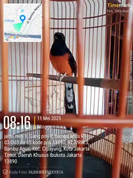 Dijual murai balak 8 expretasi fs kandang Rafi jaya