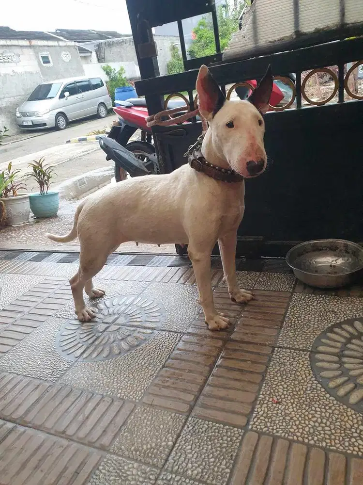 ANJING BULLTERRIER BUKAN PITBULL