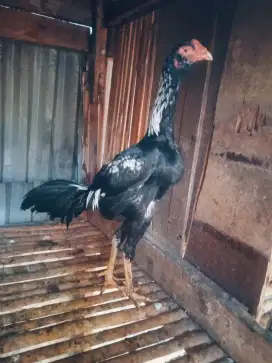 Ayam Bangkok 5 bulan