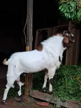 Jual Hewan Qurban Idul Adha Murah