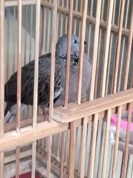 Burung derkuku/tekukur kuk 4 paten