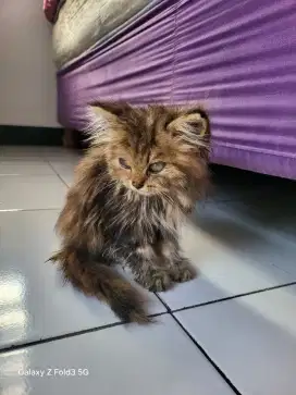 Kitten persia 3 bulanan