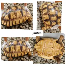 Sulcata Jantan 56 cm Semarang