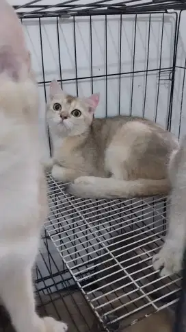 Jantan bsh golden