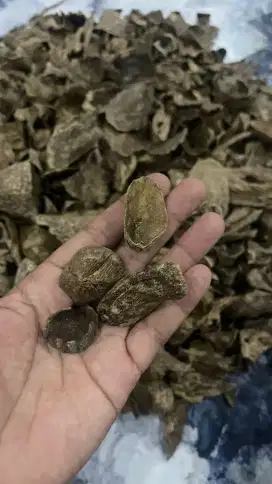 Kayu gaharu bermacam jenis,
