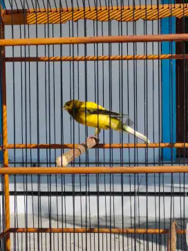 Kenari hybrid jantan gacoor