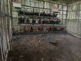 Ayam petelur dan paket ternak