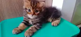 Open adop kucing bulu panjang