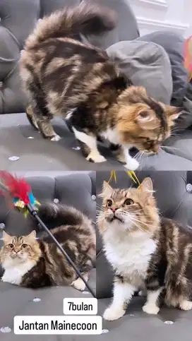Jantan mix Mainecoon