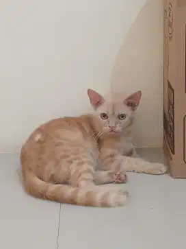 Kucing persia mix oren jantan 6 bulan