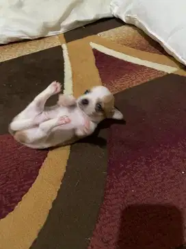 Jual Puppy Chihuahua