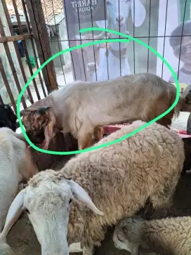 Kambing qurban sehat walafiat