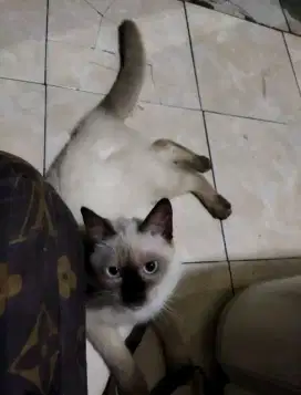 Kucing siam / himalaya