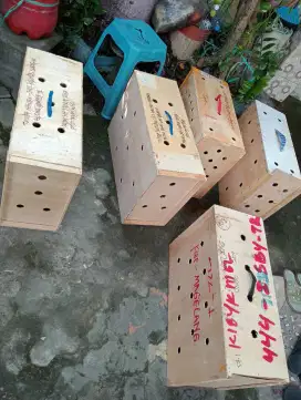 Box untuk kirim ayam seperti baru
