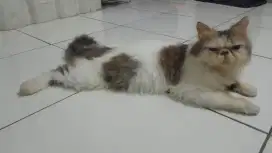 Kucing peaknose LH