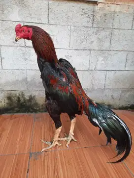 Ayam Bangkok clasik