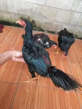 Ayam Bangkok anakan