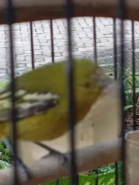 Dijual burung sirtu