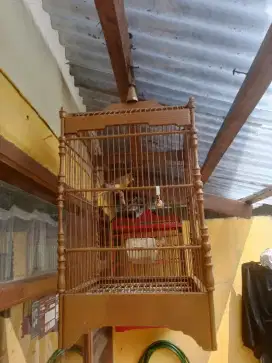Kenari rutgal bujang gacor