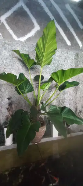 Pohon bendum dll