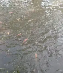 Borongan mancing fulll kolam
