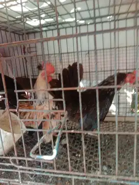 Sepasang Aya serama