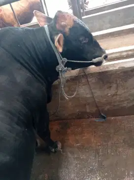 JUAL SAPI QURBAN 1446 H