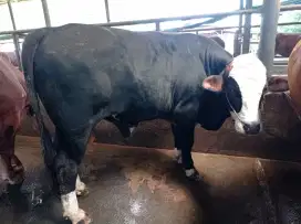 JUAL SAPI QURBAN 1446 H