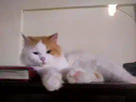 Kucing Persia dan kandang