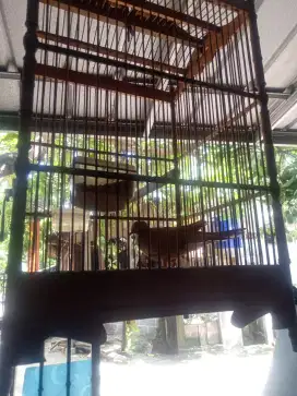 Jual anakan tekukur remaja