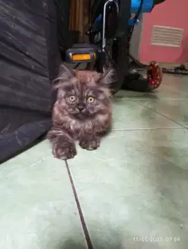 ANAK PERSIA HIMALAYA