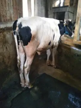 Jual Sapi qurban